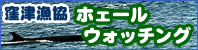 Kubotsu Fishery Cooperative Union whale watching