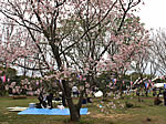 うすばえ桜まつり