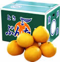 土佐文旦